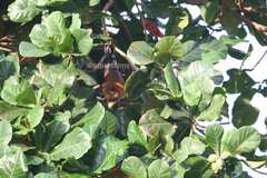 Pteropus seychellensis seychellensis