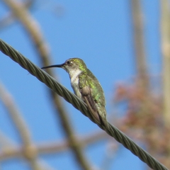 Archilochus colubris