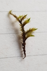 Sciuro-hypnum plumosum