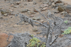 Vasconcellea chilensis
