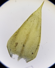 Sciuro-hypnum plumosum