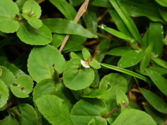 Vandellia diffusa