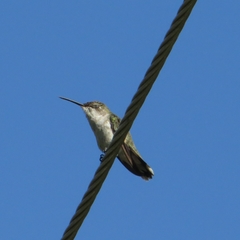 Archilochus colubris