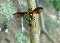Pristaulacus auricomus