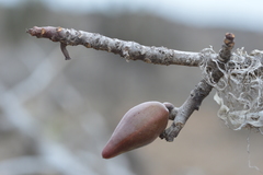 Vasconcellea chilensis