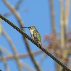 Archilochus colubris