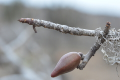 Vasconcellea chilensis