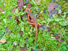 Lyciasalamandra flavimembris