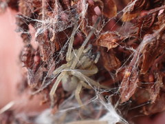 Cheiracanthium erraticum