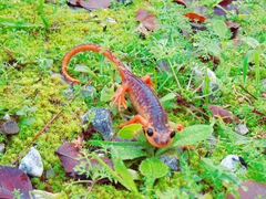 Lyciasalamandra flavimembris