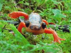 Lyciasalamandra flavimembris