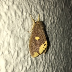 Euproctis quadrangularis