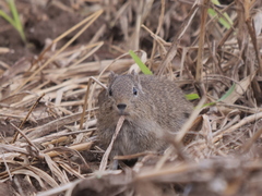 Galea leucoblephara