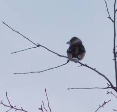 Coccothraustes coccothraustes