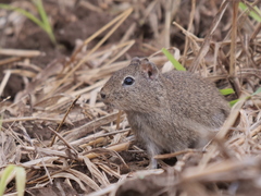 Galea leucoblephara