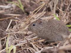 Galea leucoblephara