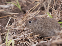 Galea leucoblephara