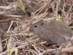 Galea leucoblephara