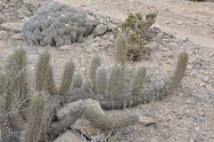 Trichocereus