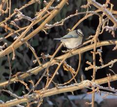 Cyanistes caeruleus