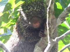 Coendou speratus