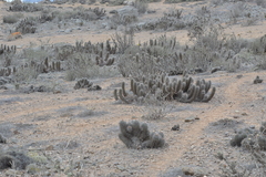 Trichocereus