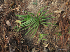 Zamia loddigesii