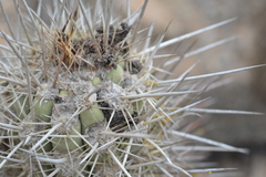 Trichocereus