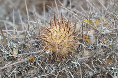 Trichocereus
