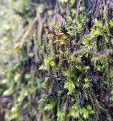 Sciuro-hypnum plumosum