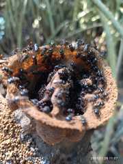 Lestrimelitta niitkib