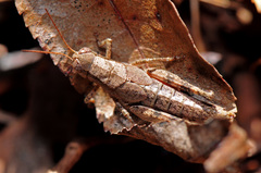 Melanoplus scudderi