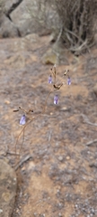 Conanthera campanulata