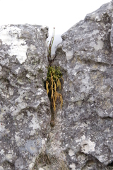 Phlegmariurus gnidioides