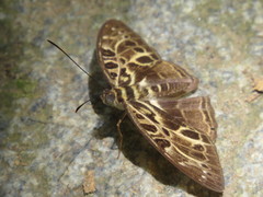 Catuna oberthueri