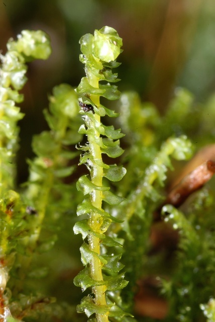 Barbilophozia