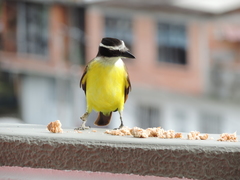 Pitangus sulphuratus