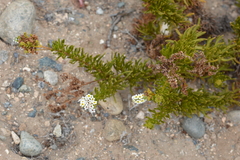 Heliotropium stenophyllum