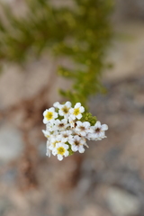 Heliotropium stenophyllum