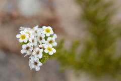 Heliotropium stenophyllum
