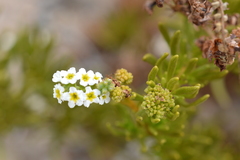 Heliotropium stenophyllum