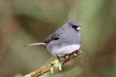 Junco hyemalis carolinensis