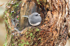 Junco hyemalis carolinensis