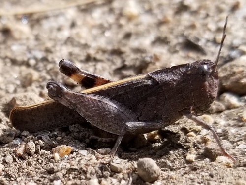 California Sulphur-winged Grasshopper photo 3