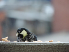 Melanerpes formicivorus