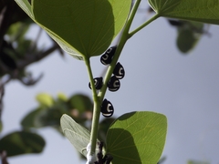 Membracis foliatafasciata