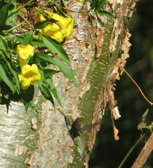 Archilochus colubris