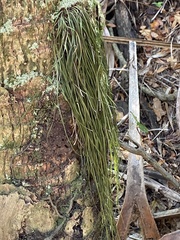 Vittaria lineata image