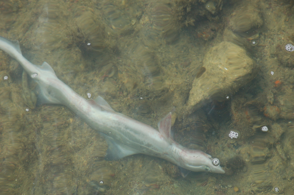 Photo of Blackspotted Smooth-Hound (Mustelus punctulatus)