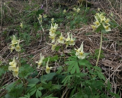 Corydalis bracteata